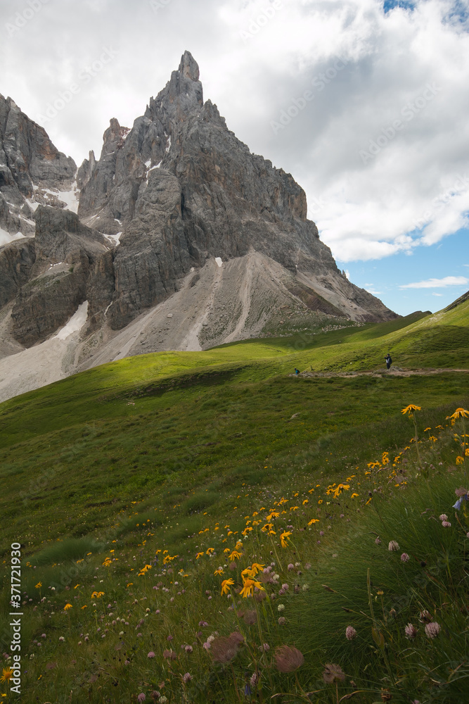 Beautiful view of Pale di San Martino with yellow wild flowers in Trentino on summer day, Italy