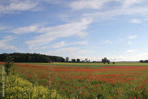 Mohn im Sommer