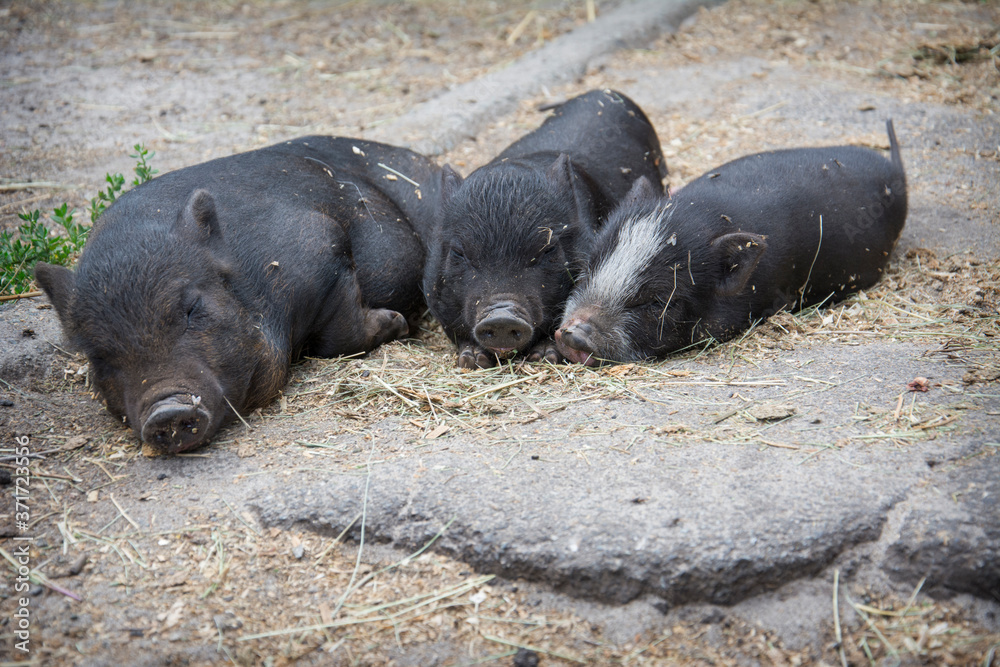 In summer, three black pigs sleep on the farm outside. In summer, three black pigs sleep on the farm outside.