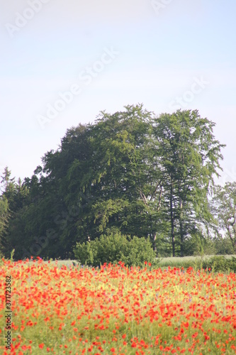 Wallpaper Mural Mohnfeld im Sommer Torontodigital.ca