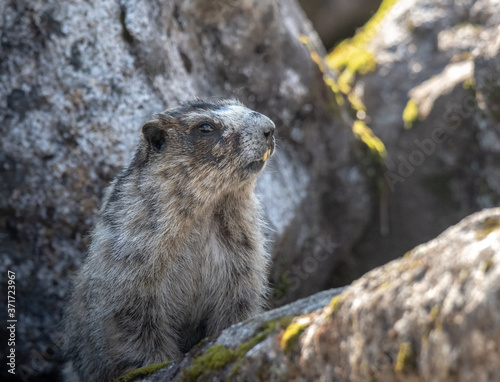 Alaskan Marmot