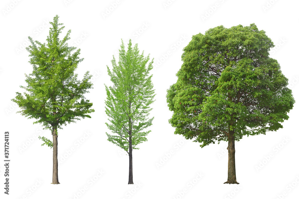 Tree dicut at isolated on white background. Tree dicut at isolated on white background.