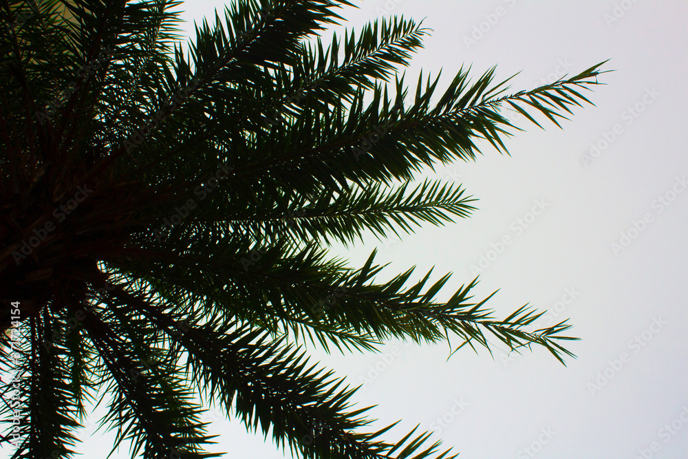 palm tree leaves palm tree leaves