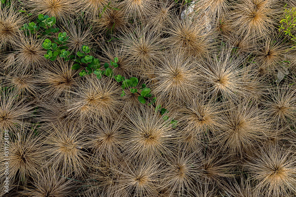 Close up dry Spinifex littoreus grass on the beach.