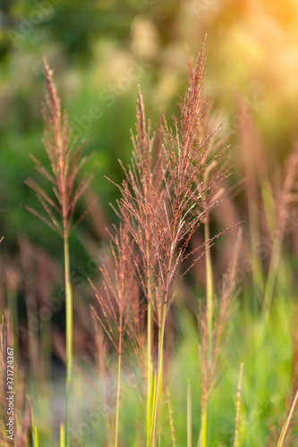 The flower grass on blur background with sunlight