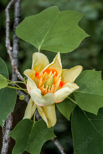 American Tulip Tree (Liriodendron tulipifera) in arboretum, Washington DC, USA