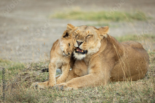 Mother and baby lion showing love and affection in Ndutu Tanzania