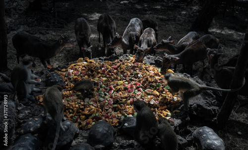 Animals having meal together