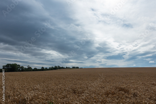 Landschaft im Sommer