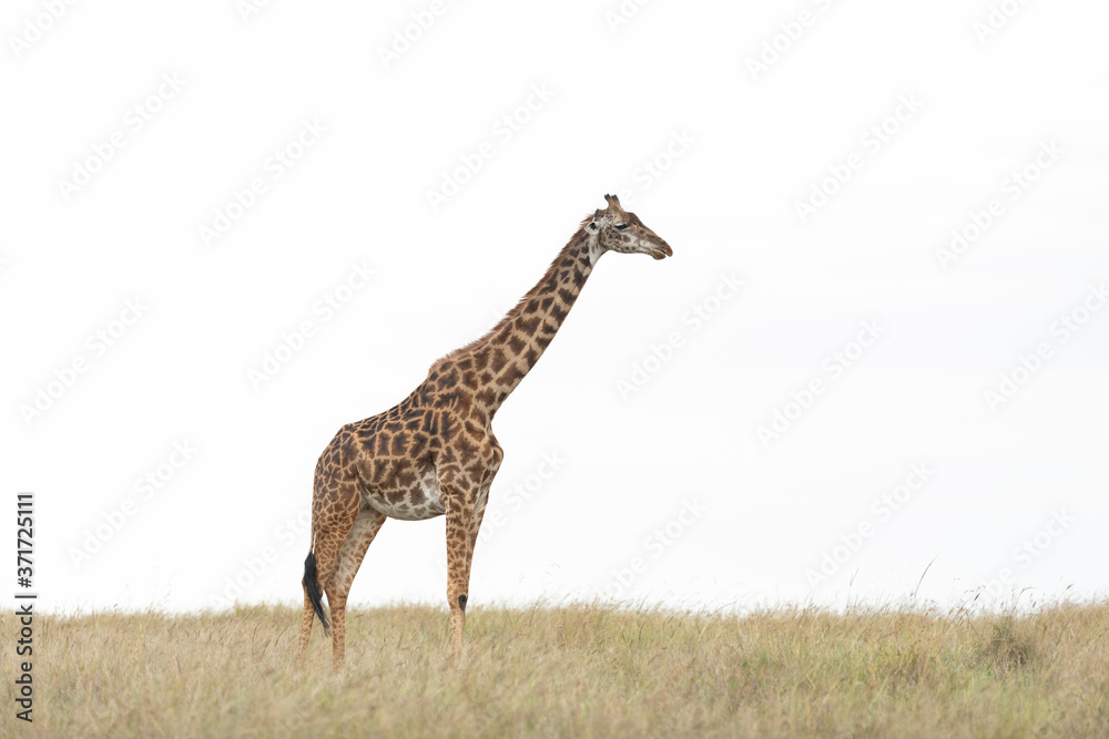 Obraz premium Single adult giraffe standing in grassy plains of Masai Mara with white sky in background in Masai Mara