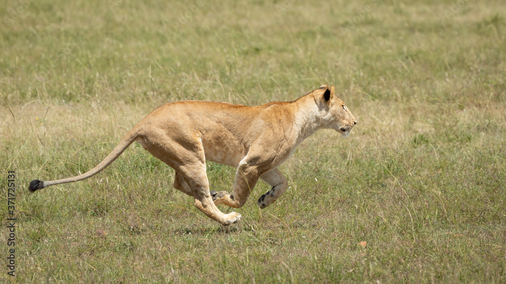 Adult lioness running at full speed in green plains of Masai Mara Kenya Adult lioness running at full speed in green plains of Masai Mara Kenya