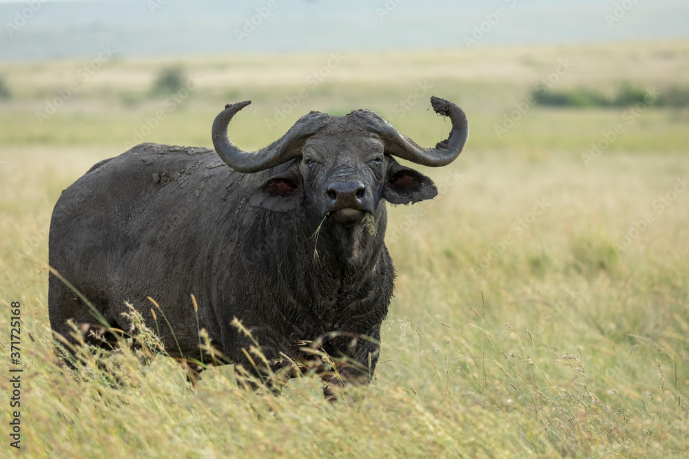 Adult cape buffalo eating grass in Masai Mara Kenya Adult cape buffalo eating grass in Masai Mara Kenya
