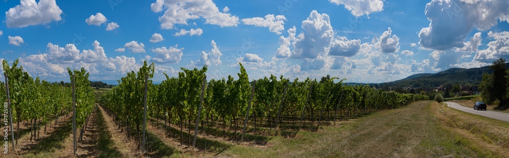 Paysage viticole sur la route des vins à Cleebourg Alsace
