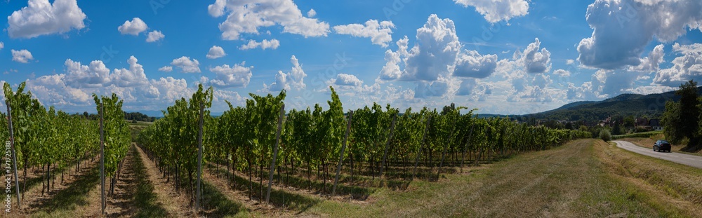 Obraz premium Paysage viticole sur la route des vins à Cleebourg Alsace