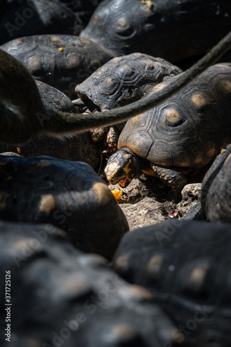 Turtle grabbing fruit from ground
