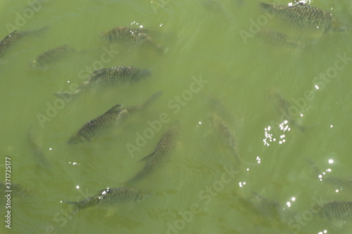 The fish are eating food in the pond,Feeding of Tilapia