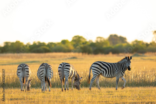 Three zebra s bottoms standing in line grazing in sunset light in Moremi Botswana