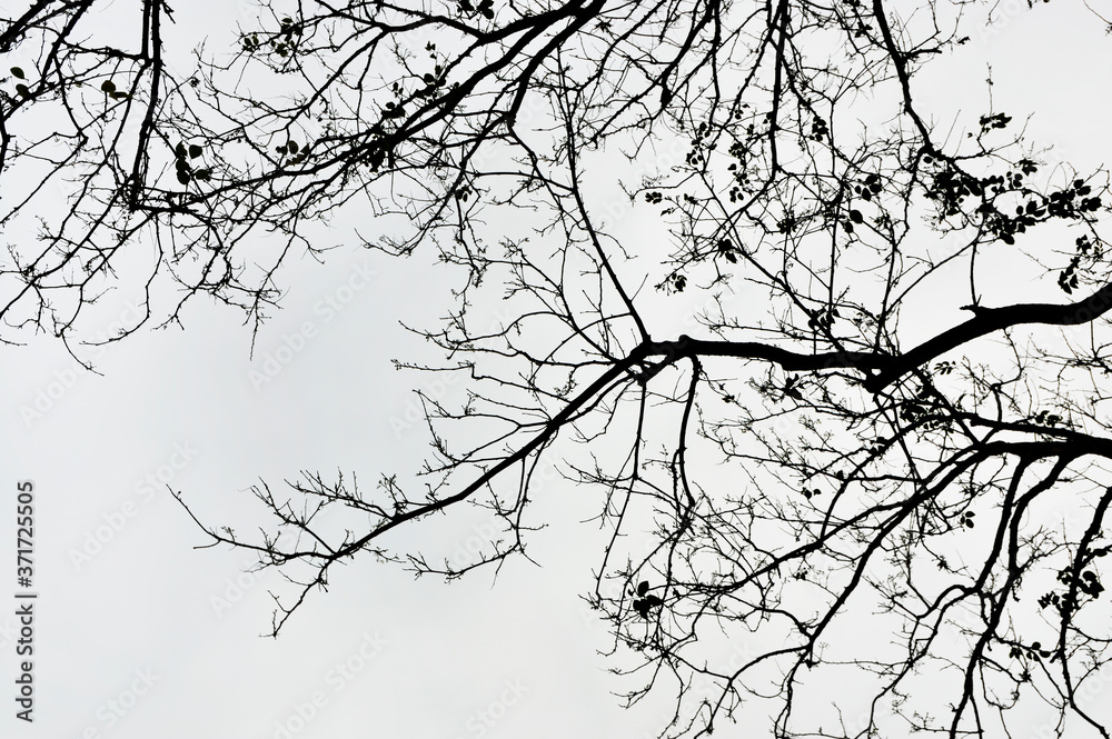 Obraz premium Tree branches silhouette on white background
