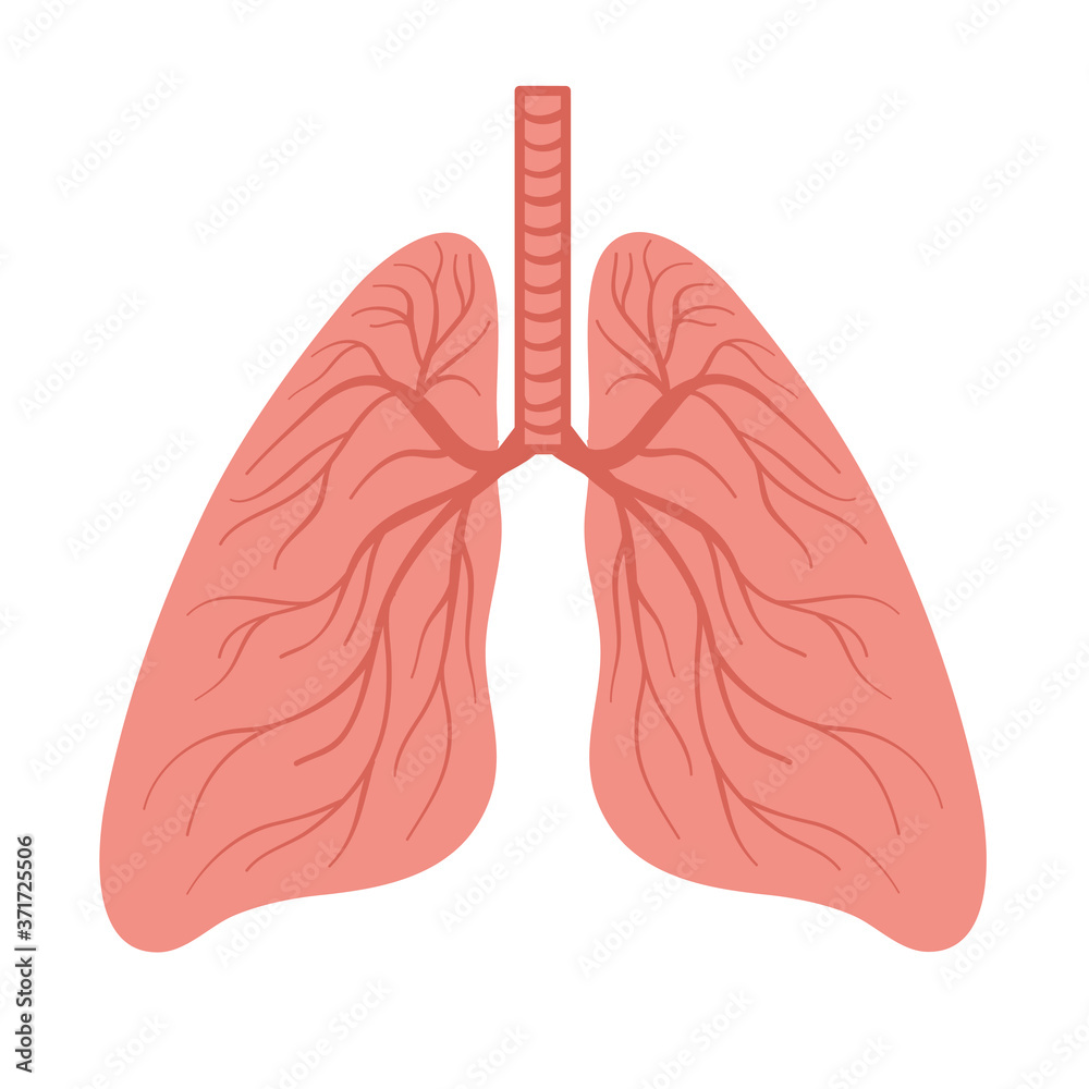 Hand drawn human lungs for medical design isolated on white, stock vector illustration Hand drawn human lungs for medical design isolated on white, stock vector illustration