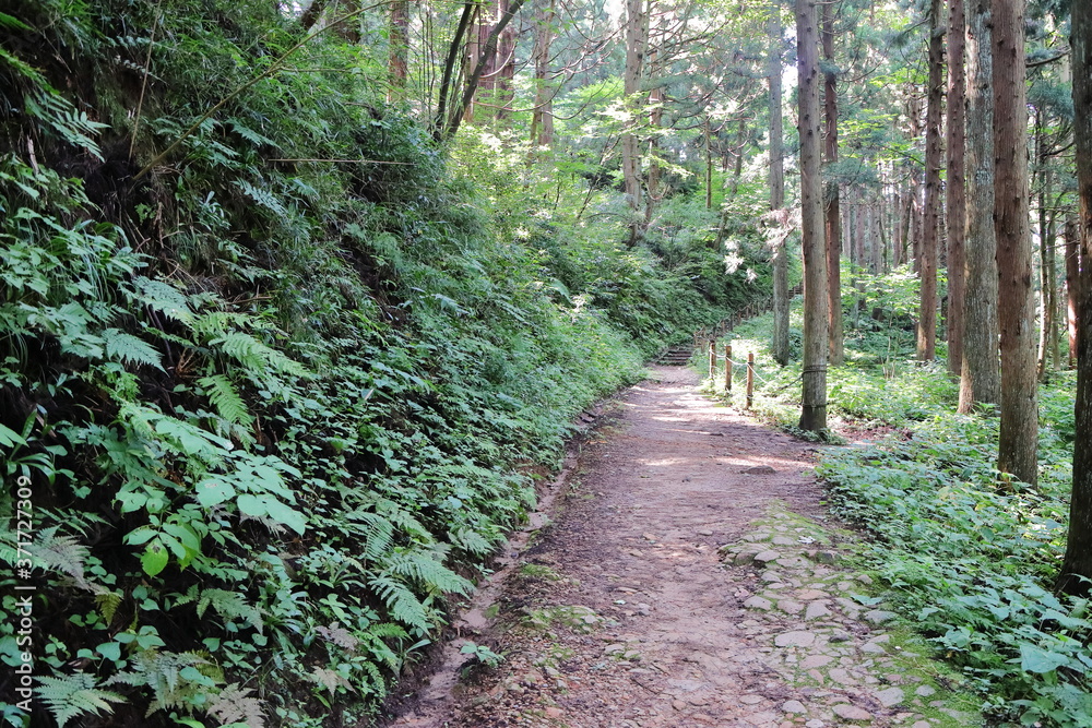 たくさんの植物が自生する山道 Stock Photo | Adobe Stock
