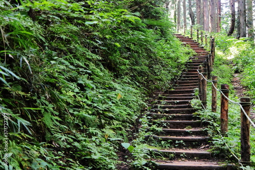 たくさんの植物が自生する山道の階段 © 千尋 竹中