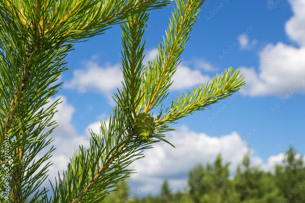 Landscape shot of a pine branch against a blue sky