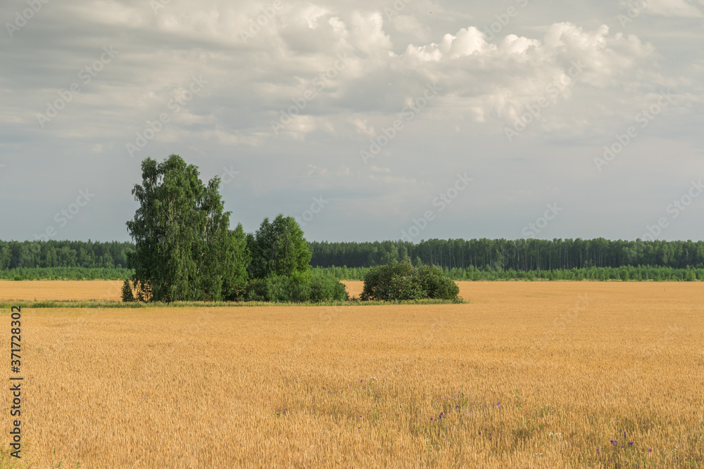 Fototapeta premium Landscape images of fields with ripening wheat