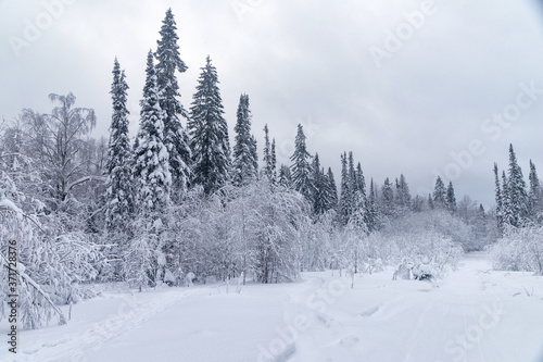 winter forest in the snow