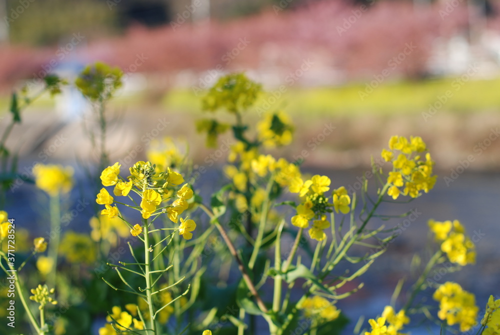 Obraz premium 菜の花