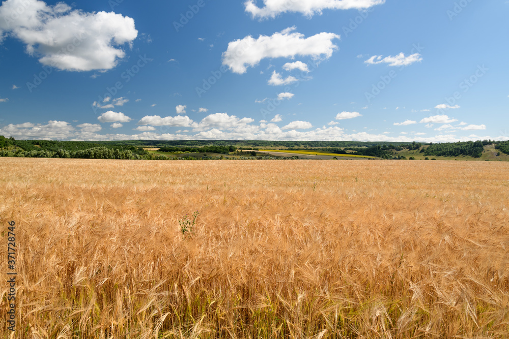 wheat field in summer against the blue sky