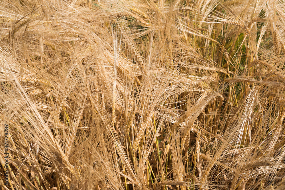 Landscape images of fields with ripening wheat Landscape images of fields with ripening wheat