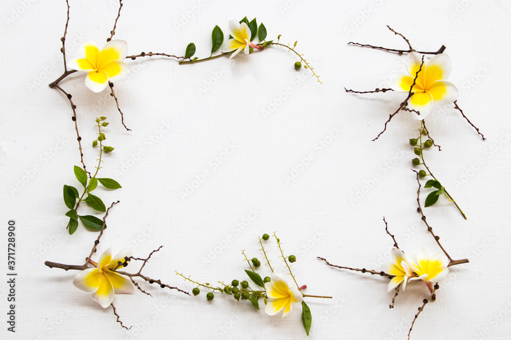 yellow flowers frangipani local flora of asia with dried branch arrangement flat lay square postcard style on background white 