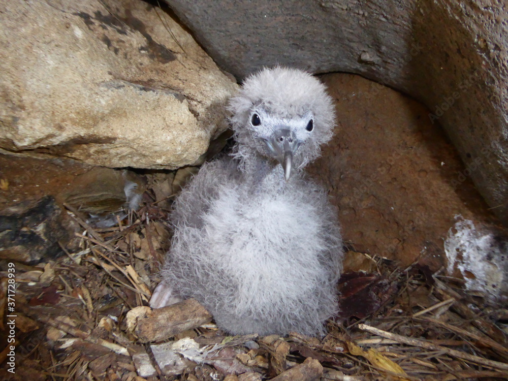 Fototapeta premium Wedge-tailed shearwater chick