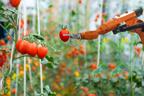 Smart robotic farmers in agriculture futuristic robot automation work harvest tomato