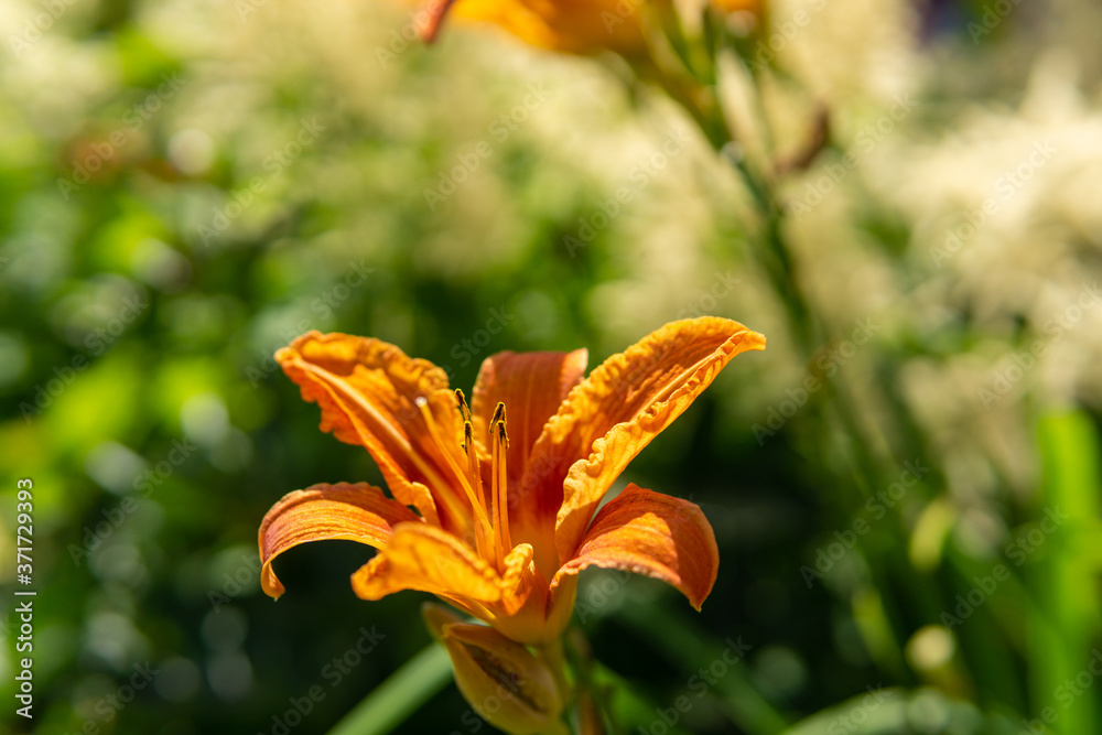 Obraz premium Lilien Blüte