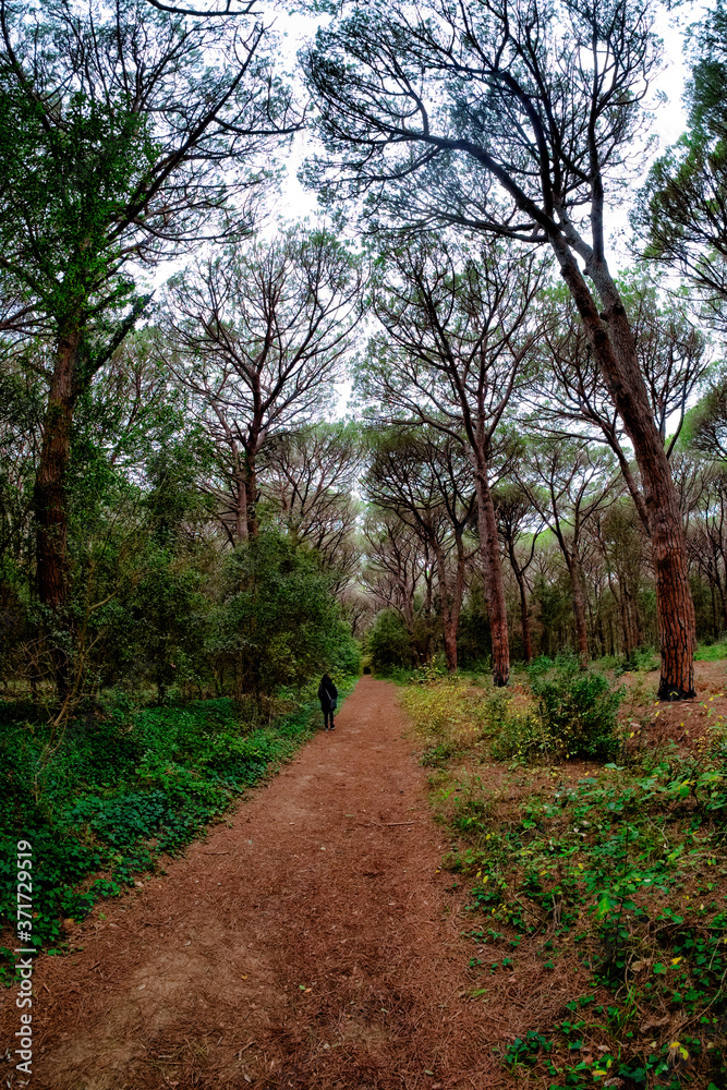Panorama of the pine forest of Marina di Donoratico in a winter day Tuscany Italy Panorama of the pine forest of Marina di Donoratico in a winter day Tuscany Italy