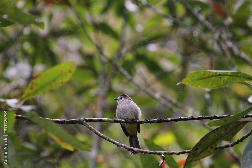 Pale-faced Bulbul (Pycnonotus leucops) in Borneo, Malaysia Pale-faced Bulbul (Pycnonotus leucops) in Borneo, Malaysia