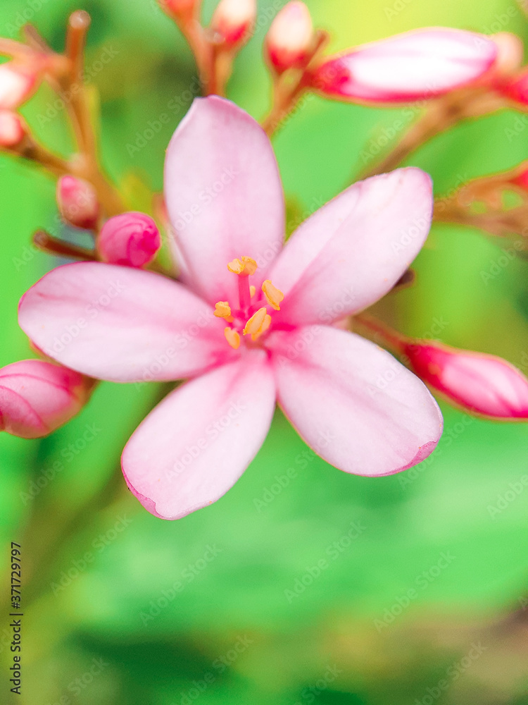 pink frangipani flowers