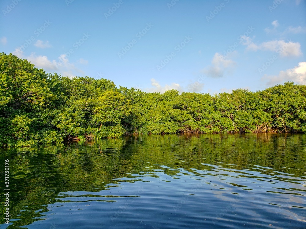 Mangrove, canal des Rotours, Guadeloupe