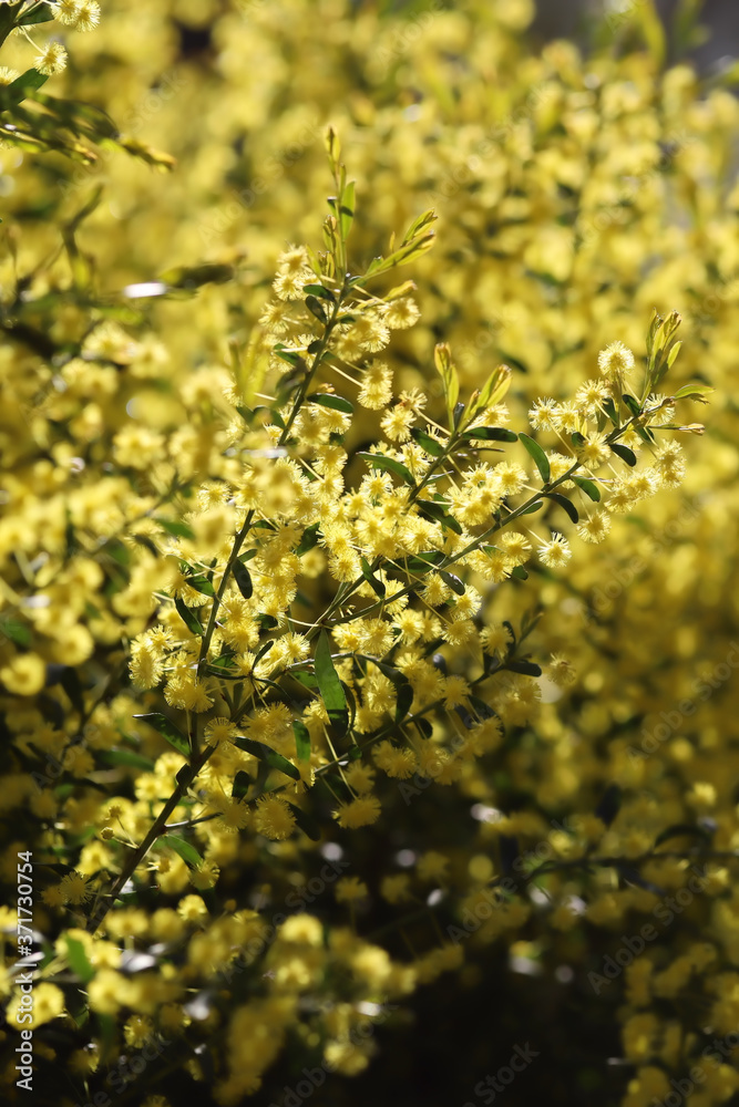 Wattle (Acacia) shrub in flower, South Australia Wattle (Acacia) shrub in flower, South Australia