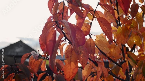 branch with autumn red, orange and yellow cherry leaves on sky background, close up full HD stock video footage in real-time with copy space