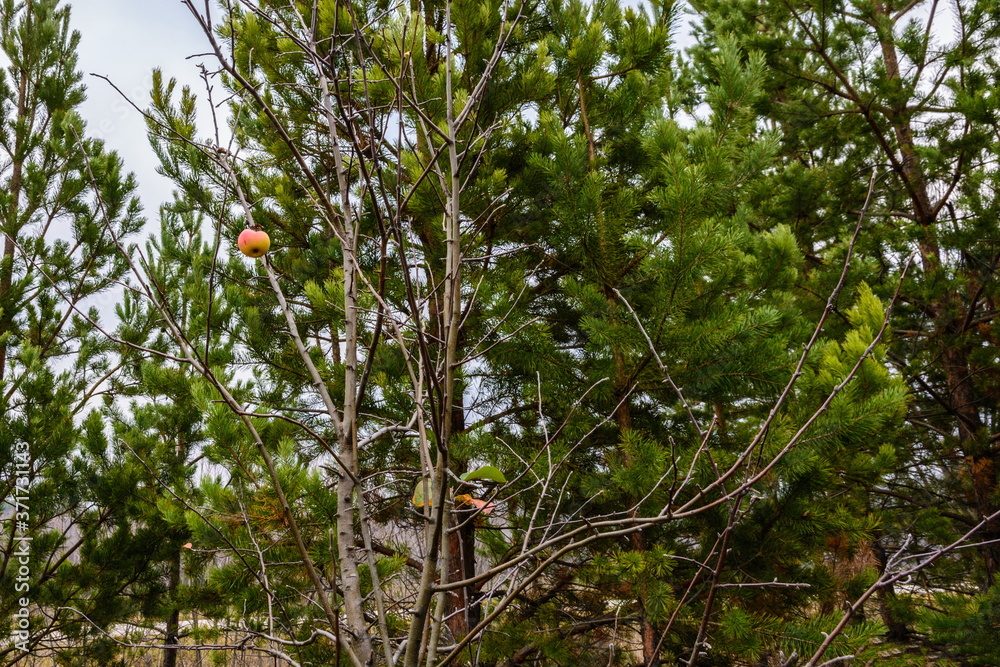 Obraz premium Fruits of wild forest apples in late autumn