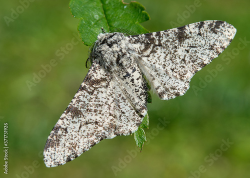 Peppered Moth - Biston betularia photo