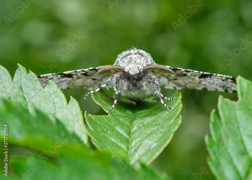 Peppered Moth - Biston betularia photo