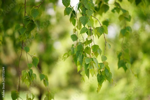 background of lovely birch branches with green leaves
