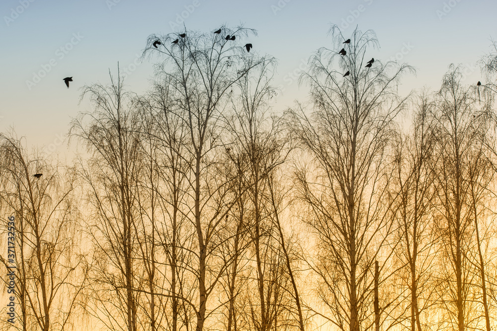 Obraz premium Photo of birches at sunrise with sitting crows