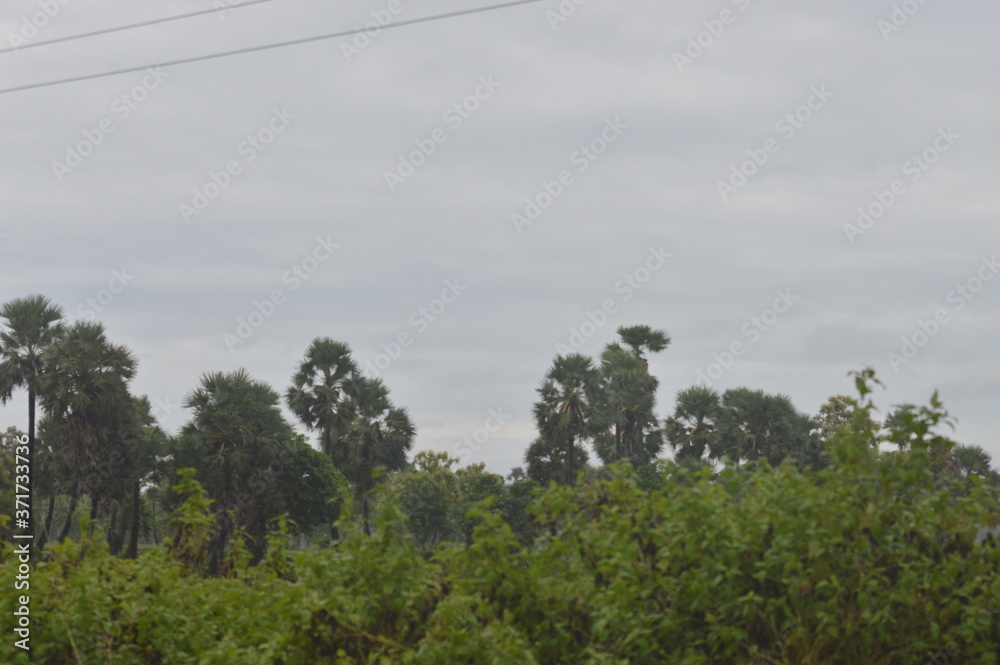 Obraz premium trees in the mountains