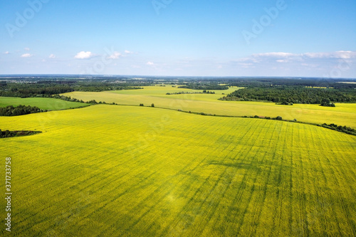 Aerial view of blooming yellow rapeseed field, rural landscape, countryside, farmland