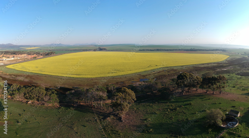Canola fields in full bloom near Napier and Bredasdorp in the Western Cape Canola fields in full bloom near Napier and Bredasdorp in the Western Cape