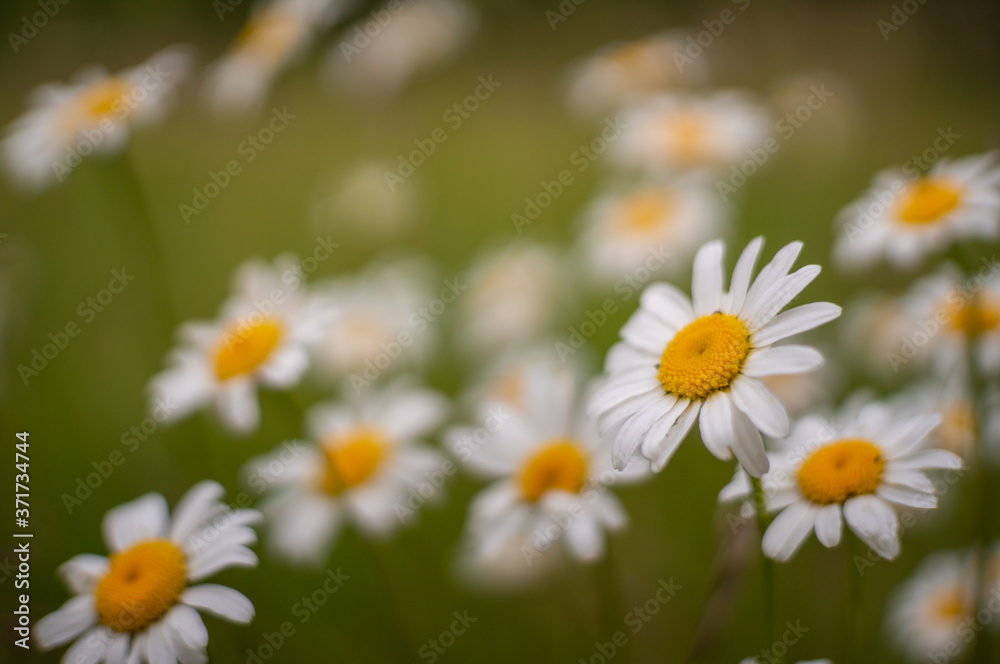 Gänseblümchen Gänseblümchen